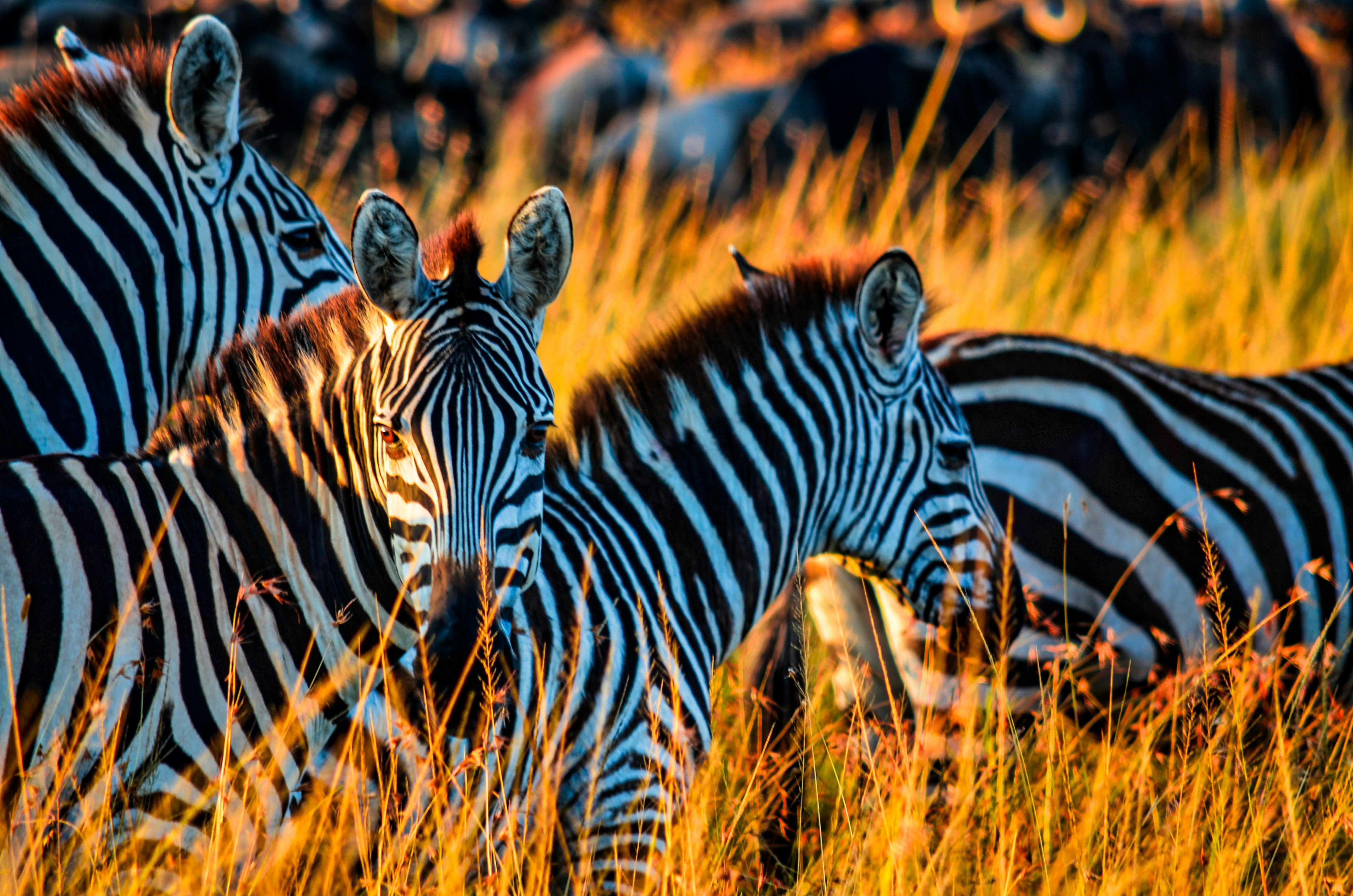 Nairobi National Park Sunrise Safari