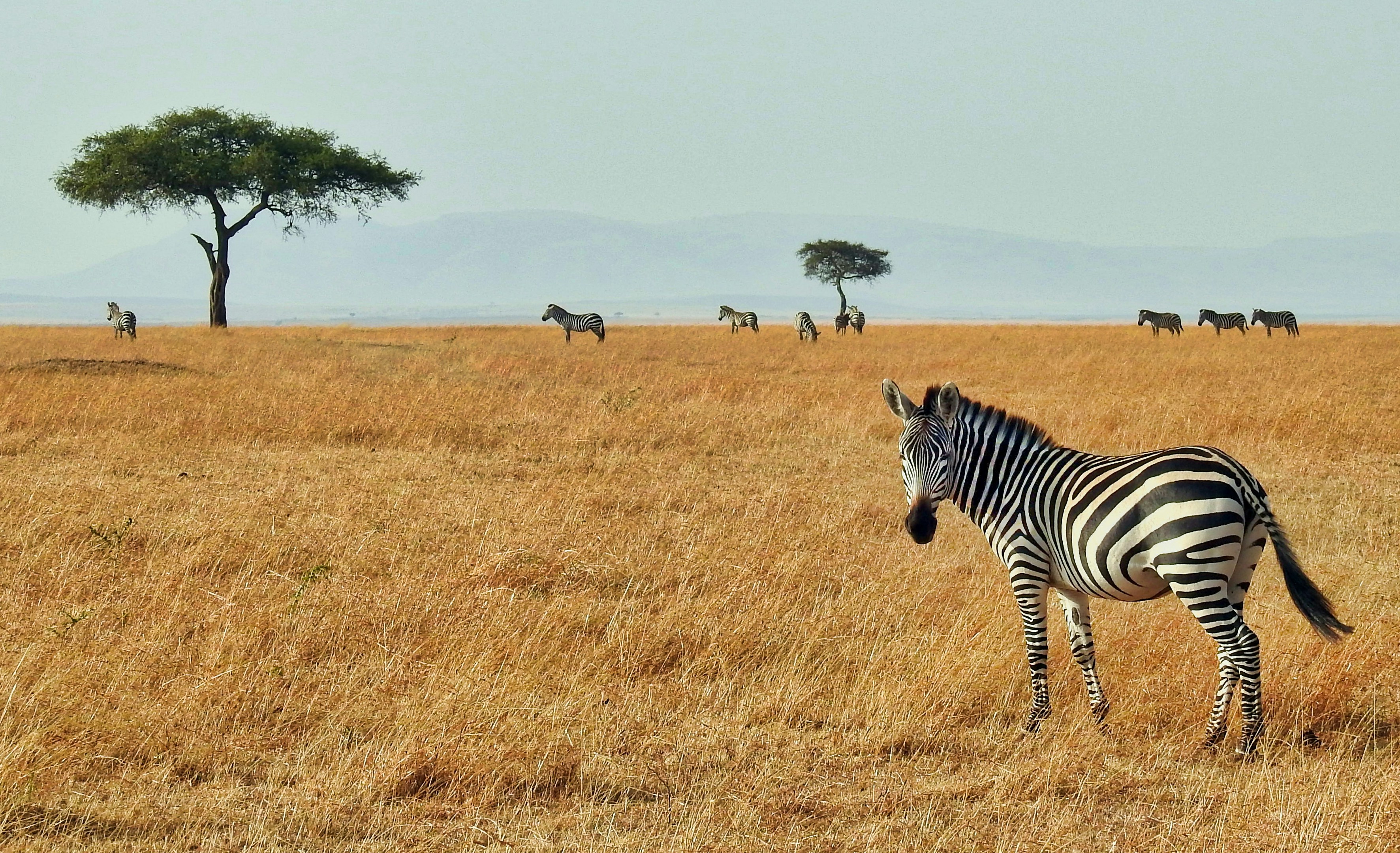Tsavo East & West Safari
