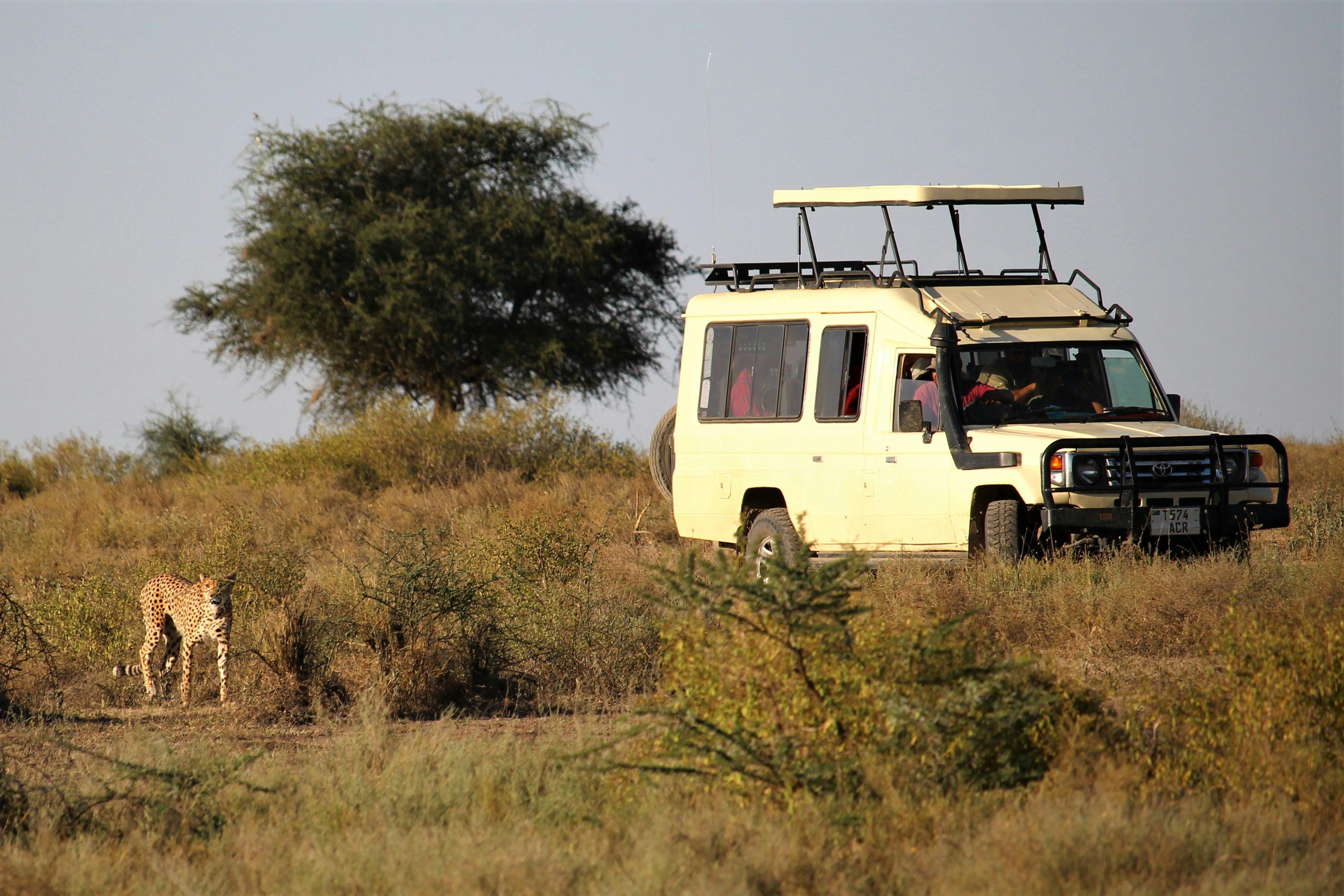 Amboseli Elephant Safari